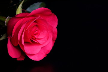 pink rose on black background with side warm light. pink flower in artificial light, black background, rose petals