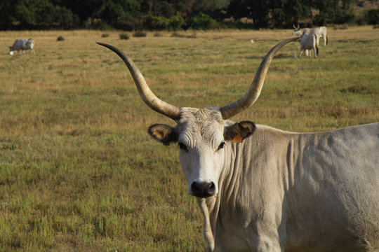 vacca maremmana