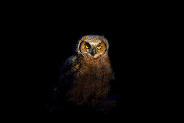 Young Great horned owl on dark background. Natural scene from central Wisconsin.