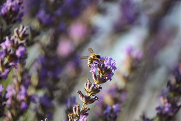 Close-up of  lavender flowers with bee, purple lavender in the field