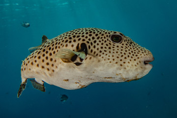 Fish swim in the Red Sea, colorful fish, Eilat Israel