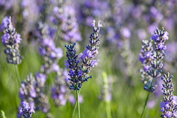 Close up lavander, beautiful violet flowers 