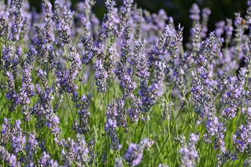 Close up lavander, beautiful violet flowers 