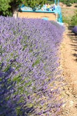 Obraz premium Landscape view of lavender field with trees in the background, lilac lavender fields surrounded by mountains