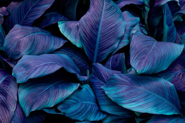 leaves of Spathiphyllum cannifolium, abstract green texture, nature background, tropical leaf