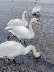 White swans on the Baltic Sea. Swans walk along the sea in Sopot, Poland. Travel concept. Animal world, birds.