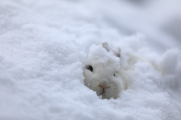 white rabbit head on white snow background