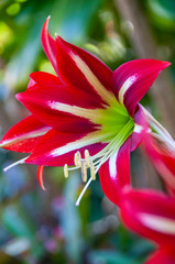 Hippeastrum macridei (Vargas) Gereau & Brako Amaryllidaceae Botanical Gardens Puerto de la Cruz Tenerife Canary Islands Spain