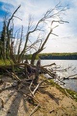 See und Wald auf Insel Usedom