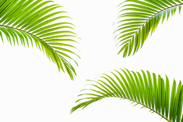 Fototapeta na wymiar tropical and coconut leaf isolated on white background, summer background