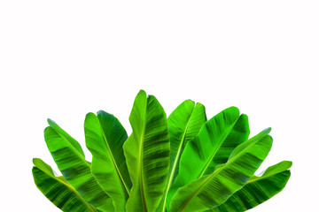 tropical green banana leaf isolated on white background, summer background, abstract green leaves texture, nature background