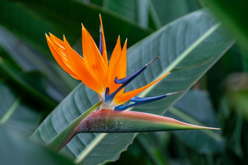 Bird of Paradise