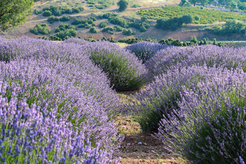 Naklejka premium Landscape view of lavender field with trees in the background, lilac lavender fields surrounded by mountains