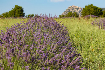 Landscape view of lavender field with trees in the background, lilac lavender fields surrounded by mountains