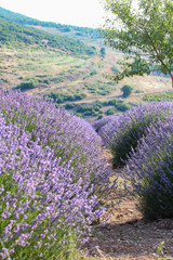 Landscape view of lavender field with trees in the background, lilac lavender fields surrounded by mountains