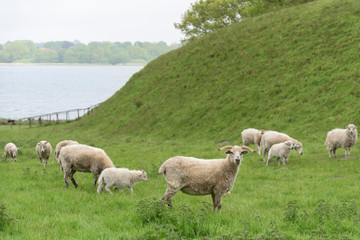 Fototapeta premium Walachenschaf am Danewerk in Haithabu