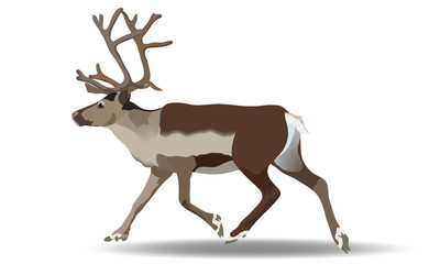 Vector image of a running reindeer isolated on white