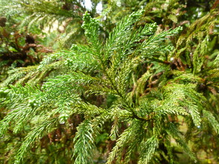 green palms and fir trees