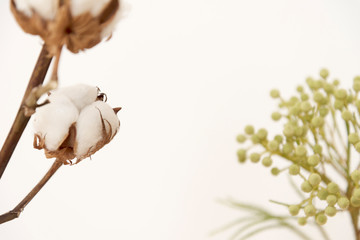 コットンフラワーとバーゼリア　秋　冬　花　季節　ナチュラルな雰囲気の背景素材　　白背景　壁　部屋　室内　屋内　質感　サイド光　余白　ホワイトスペース　コピースペース　文字スペース