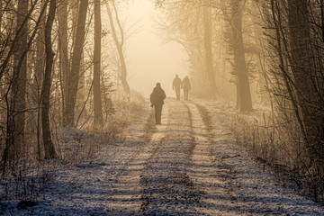 People walk in a beech forest on a winter day