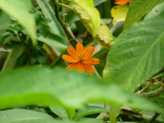 Obraz premium bright southern flowers and inflorescences