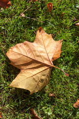 Single London Plane tree (platanus × hispanica) leaf
