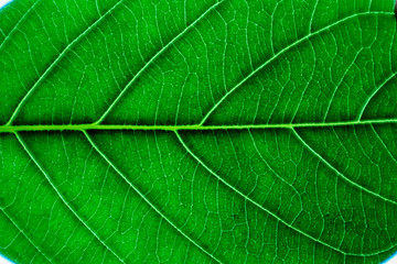 Texture and detail of green leaf.