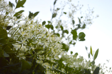 仙人草　Clematis terniflora