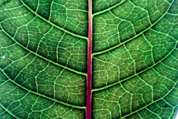 Texture and detail of green leaf.