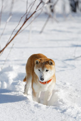 雪原で遊んでいる柴犬