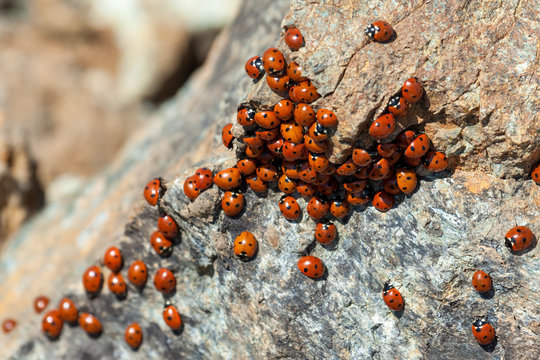 A Swarm Of Ladybirds (coccinellidae)