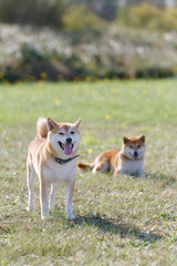 野原で遊ぶ柴犬