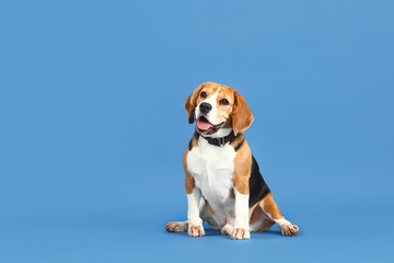 Adorable Beagle dog on color background - obrazy, fototapety, plakaty