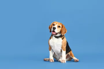 Rolgordijnen Adorable Beagle dog on color background © Pixel-Shot