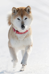 雪原で遊んでいる柴犬