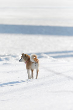 雪原で遊んでいる柴犬