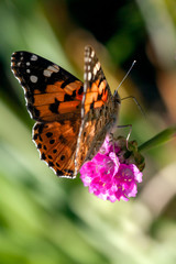 Obraz premium Close-up of a Painted Lady (Vanessa cardui) butterfly feeding on a Sea Pink flower