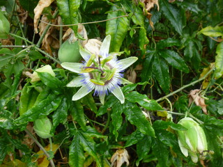 bright southern flowers and inflorescences