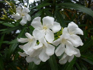 bright southern flowers and inflorescences