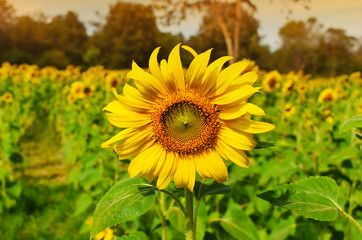 sunflower field of sunflowers