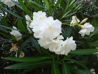 bright southern flowers and inflorescences