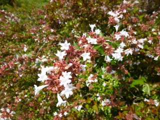 bright southern flowers and inflorescences