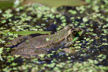 Close-up shot of a Marsh Frog