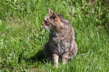 Close-up of an European Wildcat (felis silvestris silvestris)
