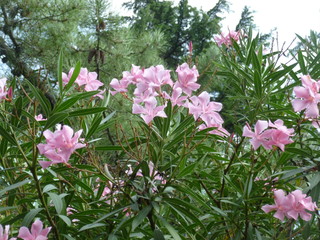 bright southern flowers and inflorescences