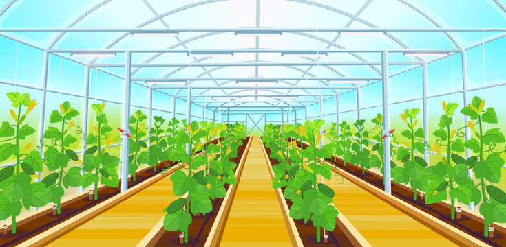  A large greenhouse with rows of cucumbers.Vector illustration.
