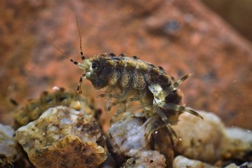 Endemic gammarus of lake Baikal