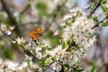 Comma butterfly (Polygonia c-album) feeding on tree blossom