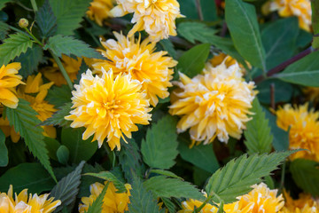 Close-up of the Kerria Japonica Pleniflora shrub