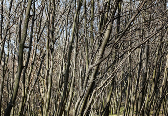 Obraz premium Bare trees in a sunny day.